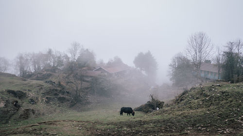 Horses in a field