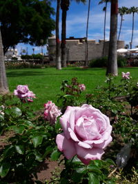 Close-up of pink rose in garden