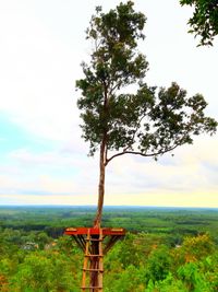 Trees on field against sky