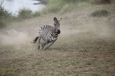 Zebra standing on field