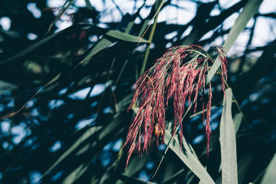Close-up of tree against sky