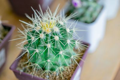 Close-up of cactus plant in the pot