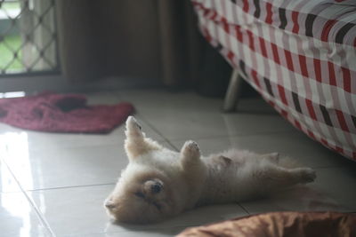 Close-up of cat relaxing on floor at home