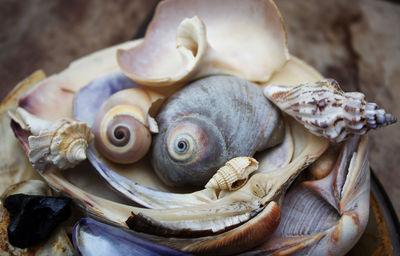 Close-up of an seashells