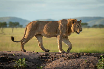 Male lion crosses dirt mound in sunshine