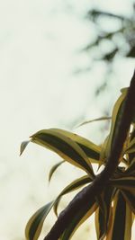 Close-up of plant against sky