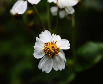 Close-up of white daisy flower