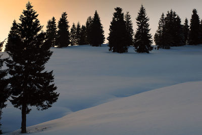 Pine trees on snow covered land against sky