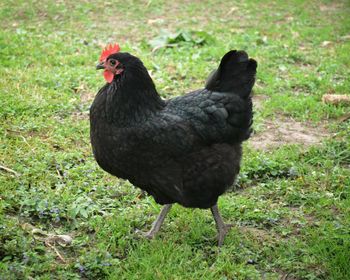 Black bird in a field