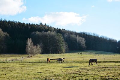 Horses grazing in a field