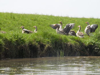 Birds in pond