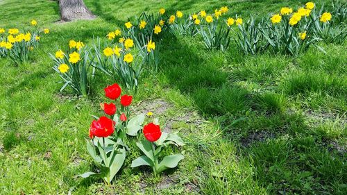 Close-up of red flowers blooming in field