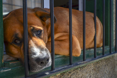 Portrait of dog looking through metal fence