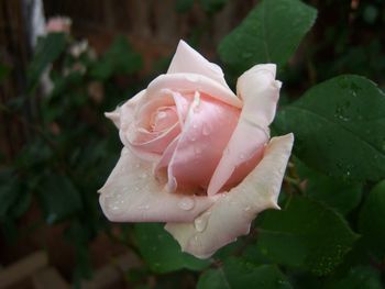 Close-up of wet rose blooming outdoors