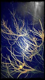 Low angle view of bare tree against sky at night