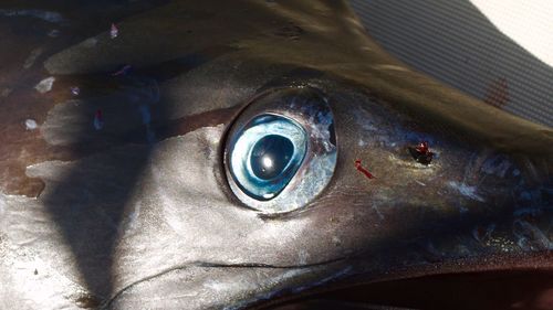 Close-up of person wearing fish