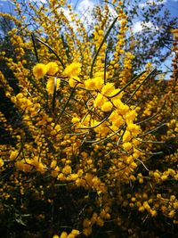 Close-up of yellow flower tree