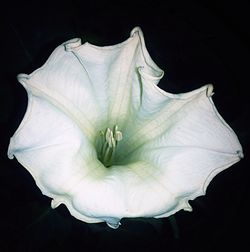 Macro shot of rose flower