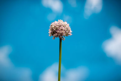 Close-up of blue flowering plant