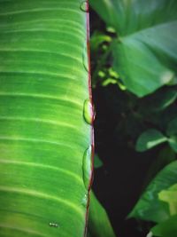 Close-up of green lizard on leaf