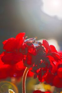 Close-up of red flowers