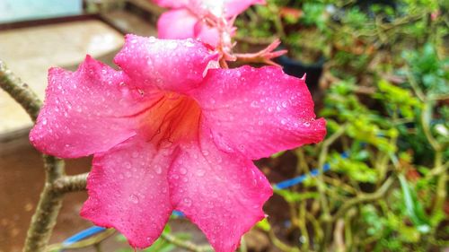 Close-up of wet pink flower blooming outdoors