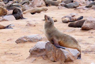 High angle view of sea lion on rocks