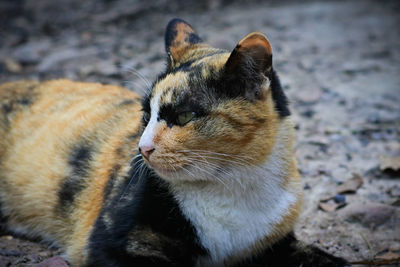 Close-up of a cat looking away