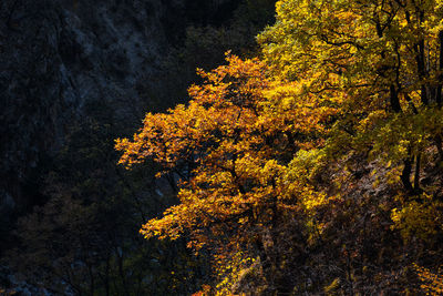 Low angle view of tree