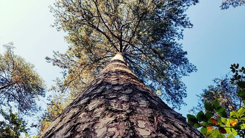 Low angle view of bare tree against clear sky