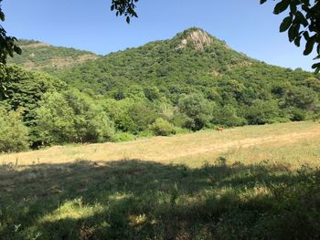 Scenic view of field against clear sky