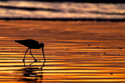 Silhouette bird perching on wood at beach during sunset