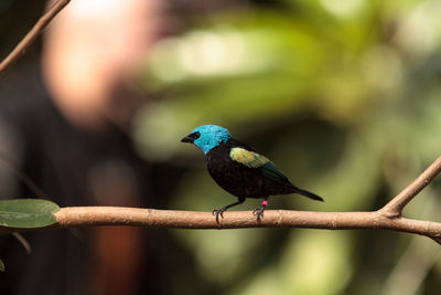 Close-up of bird perching on plant stem