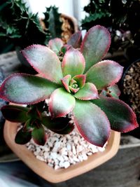 Close-up of succulent plant