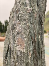 Close-up of tree trunk