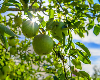 Low angle view of apples on tree against sky