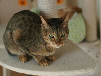 Close-up of cat at home