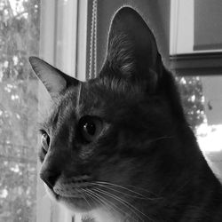Close-up portrait of cat at home