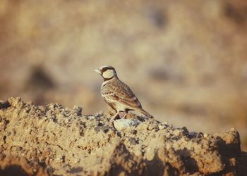 Close-up of bird perching on rock