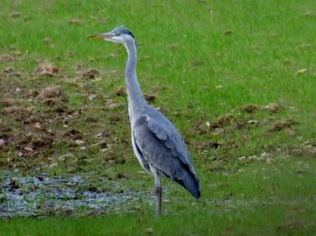 Gray heron perching on a field