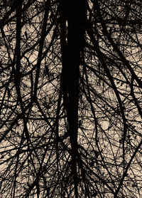 Low angle view of silhouette bare trees against sky