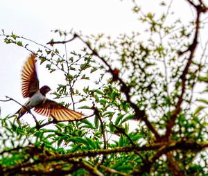 Close-up of bird on branch