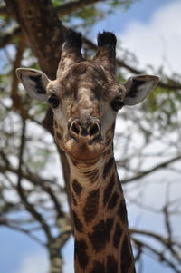 Close-up portrait of giraffe against sky