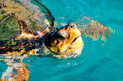 Close-up view of turtle swimming in sea