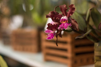 Close-up of flowers blooming outdoors