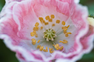 Close-up of pink flower