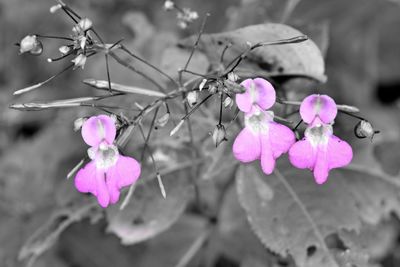 Close-up of pink flowers growing on branch