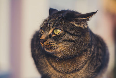 Close-up of cat looking away