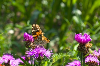 Close-up of butterfly pollinating on purple flower