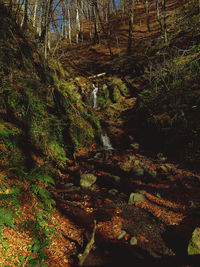 Trees growing in forest